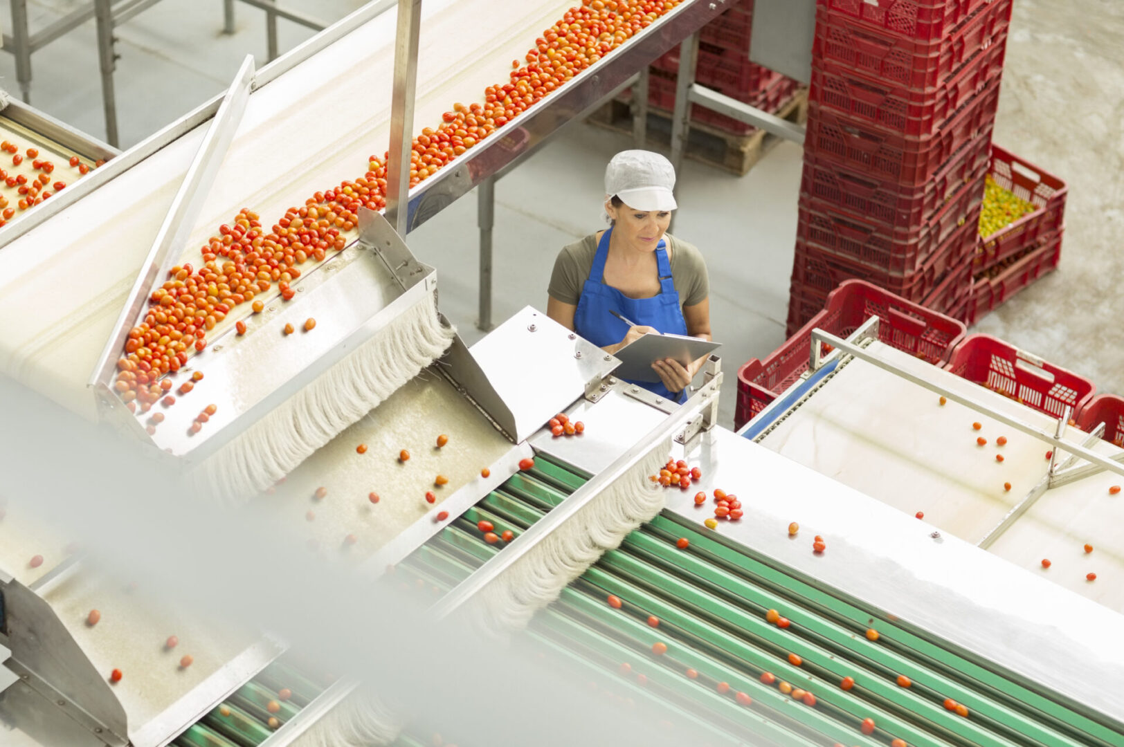 Worker with clipboard examining tomatoes in food processing plant